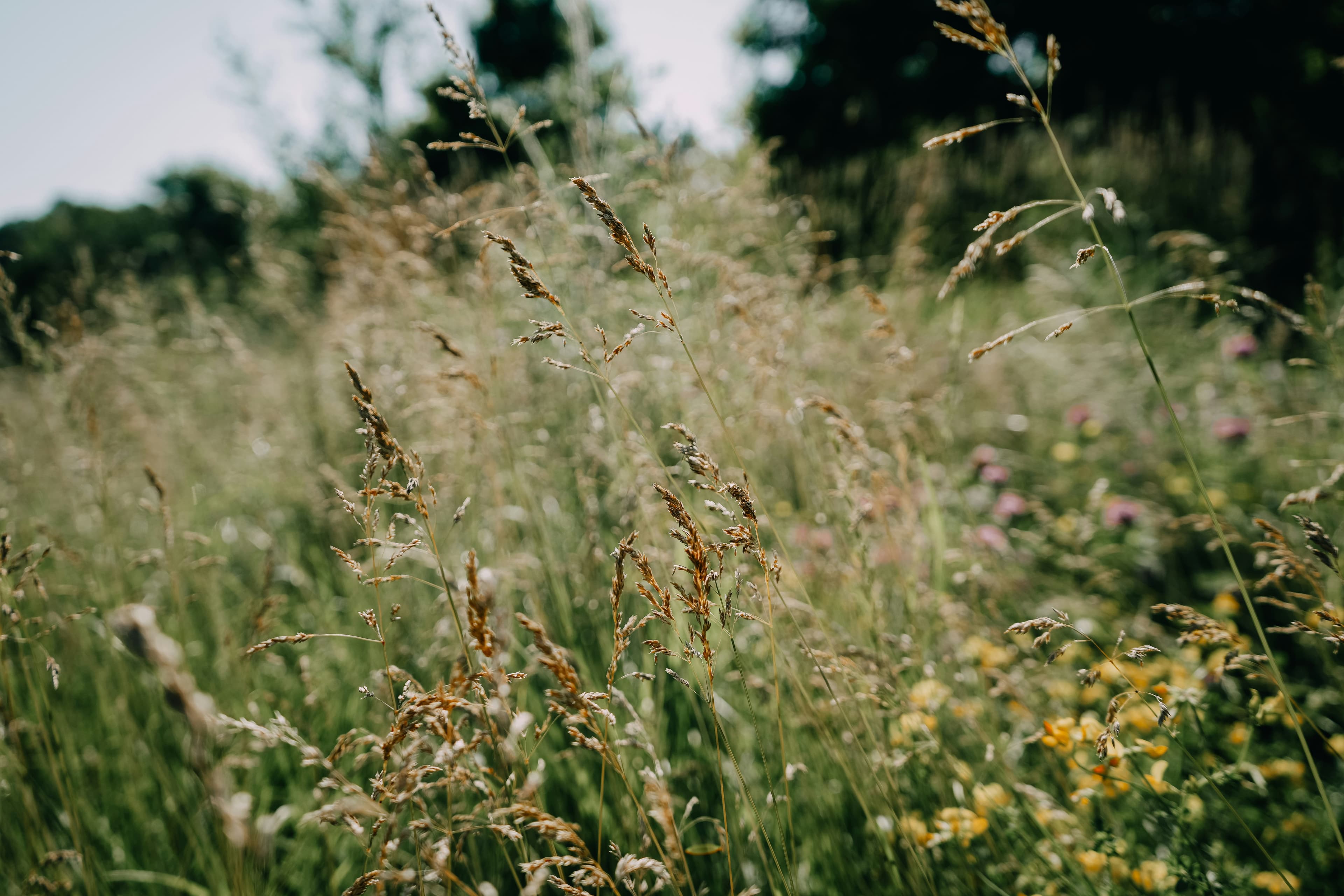 A sunlit wild meadow